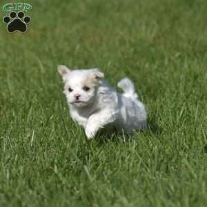 Nikki, Maltese Puppy